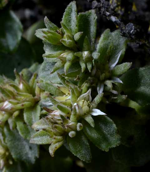 foto di Phedimus stellatus (L.) Raf., Borracina stellata, Crassulaceae