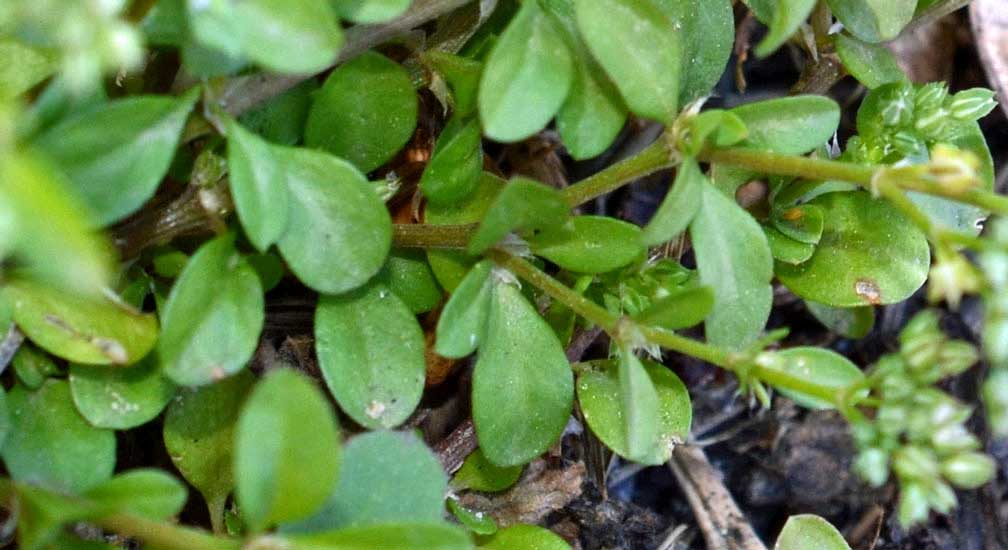 foto di Polycarpon tetraphyllum (L.) L.,  Migliarina a quattro foglie, Caryophyllaceae, piante e fiori spontanei di Sicilia
