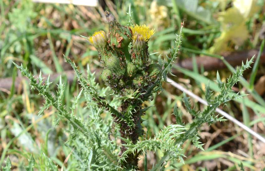 foto di Sonchus asper (L.) Hill, Grespino spinoso, Asteraceae, piante e fiori spontanei di sicilia