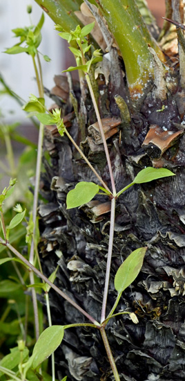 foto di Stellaria pallida (Dumort.) Pir, Caryophyllaceae, Centocchio pallido